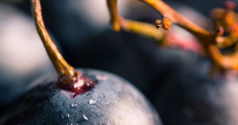 Blaue Weintrauben sind reich an Polyphenolen