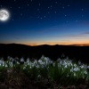 Vollmond im Hintergrund, Schneeglöckchen im Vordergrund