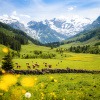 Weide mit Rindern in den Hohen Tauern