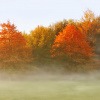 Bäume im Herbst zu Neumond im November 2023