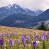 Berge und Wiese mit Krokussen zu Neumond im März 2024