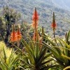 Aloe Ferox