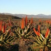 Aloe Ferox Pflanze wächst in Südafrika