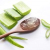 Aloe Vera Blatt mit Gel