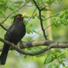 Eine Amsel singt auf einem Baum