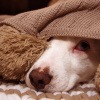Angst beim Hund - ängstlicher Hund unter einer Decke. 