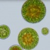 Astaxanthin produzierende Algen unter dem Mikroskop