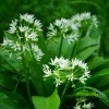Bärlauch (Wirkung der Heilpflanze bekannt) blüht