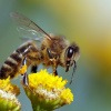 Eine Biene sitzt auf einer gelben Blume