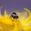 Eine Biene sammelt Pollen