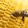 Bienenwachs Entstehung