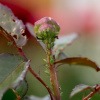 Hausmittel gegen Blattläuse - Nahaufnahme einer befallenen Pflanze. 