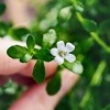 Hand hält einen Zweig Brahmi