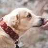 Eine Hand gibt einem Hund CBD für Tiere