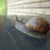 Eine Schnecke kriecht und repräsentiert Entschleunigung