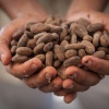 Fairtrade Kakaobohnen werden von zwei Händen gehalten