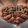 Ein Mensch hält Kakaobohnen in den Händen