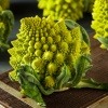 Romanesco-Brokkoli als Fraktal in der Natur