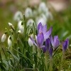 Schneeglöckchen und Krokusse wachsen im Frühling