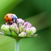 Ein Marienkäfer als Zeichen für Glück sitzt auf einer Blume