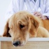 Ein Retriever mit Gelenkschmerzen wird vom Tierarzt untersucht