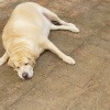 Ein dicker Hund liegt am Boden