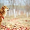 Ein Hund mit guten Immunsystem ist im Herbst im Freien