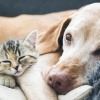 Hund und Katze liegen aneinandergeschmiegt