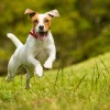 Ein Jack Russell Terrier hüpft fröhlich über eine Wiese.