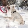 Ein Hund spielt im Schnee mit einem roten Ring