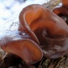 Der Pilz Auricularia in seiner natürlichen Wachstumsumgebung