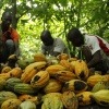Kakaoernte von Fairtrade