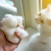 Eine Hand hält Katzenhaare, daneben eine Katze mit Haarausfall