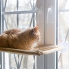 Katze schaut durch ein Fenster und beobachtet die Umgebung 