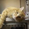 Eine Katze liegt ohne Stress in einer Box beim Tierarzt