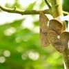 Auf einen Baum sind zwei Herzen aus Holz gebunden