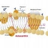 Eine Grafik zeigt die Lipidschicht von Astaxanthin