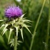 Blüte der Mariendistel