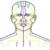 Ein Bild zeigt die Meridiane sowie das Nervensystem