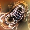 Mitochondrien