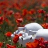 Die Wirkung von Mohn auf die Haut wird mit einer Maske verbildlicht