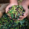 Hände voll mit Oliven