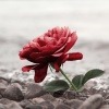 Eine Rose als Zeichen für Trauer liegt auf der Straße