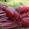 Rote Beete (Rote Rüben) liegen auf einem Tisch