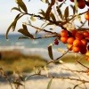Ein Sanddornstrauch trägt orange Beeren