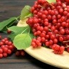 Frische Schisandra Beeren