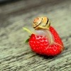 Schnecke auf einer Erdbeere