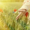 Eine Hand streicht durch ein Blumenfeld.
