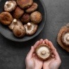 Shiitake Pilze zum Aufbewahren in einer Schüssel und in einer Hand.