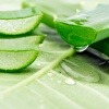 Saft der Aloe Vera